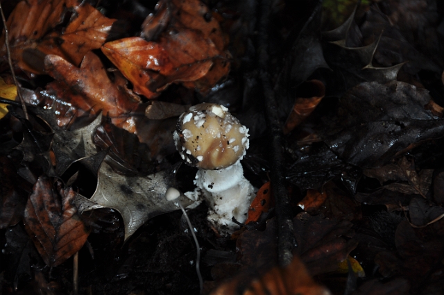 07 11 14_9523.JPG - NEW FOREST - 7.11.14